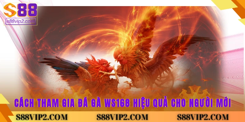 Cách tham gia đá gà Ws168 hiệu quả cho người mới
