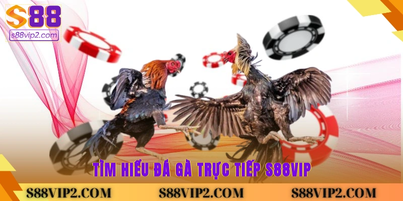 Tìm hiểu đá gà trực tiếp S88Vip
